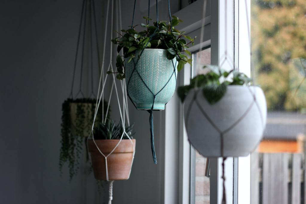 Best Indoor Hanging Plants
